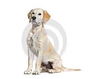 Sitting Young Golden retriever dog, isolated on white