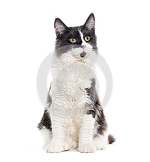 Sitting young Grey and white Mixedbreed cat yellow eyed, isolated on white