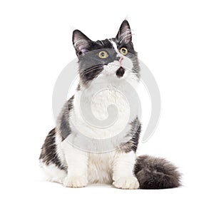 Sitting young Grey and white Mixedbreed cat yellow eyed , sitting, looking up, isolated on white