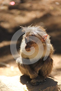 A sitting young monkey l, looking at the camera