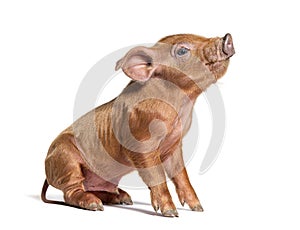 Sitting Young pig looking up mixedbreed, isolated