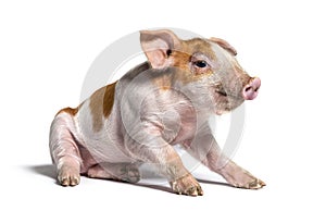 Sitting Young pig mixedbreed, isolated photo