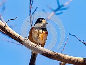 Sittiparus varied tit perched in Japanese forest 2