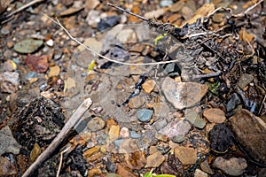 In situ Native American arrowhead artifact found in sand bed of a river