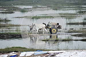 Situation after flood in India