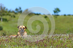 Sivas Kangal Dog