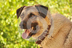 Sivas Kangal Dog