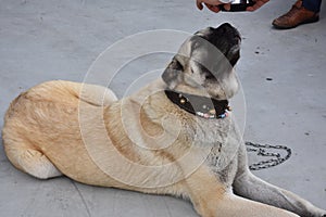 The Sivas Kangal Dog Turkey photo