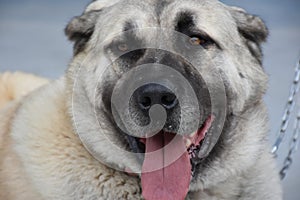 The Sivas Kangal Dog Turkey photo