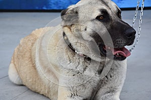 The Sivas Kangal Dog Turkey