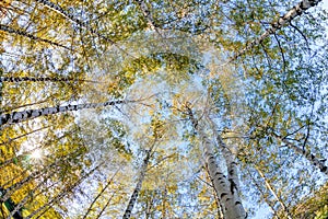 Siver birch trees