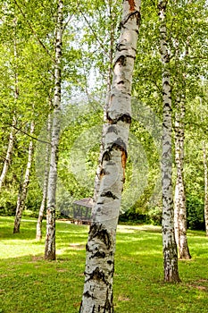 Siver birch trees