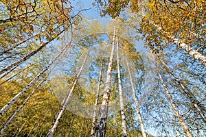 Siver birch trees
