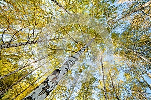 Siver birch trees