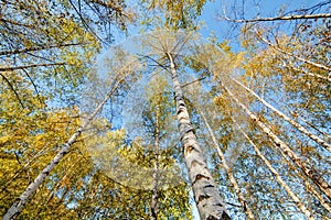 Siver birch trees