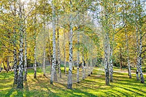 Siver birch trees