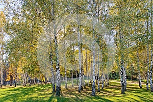 Siver birch trees