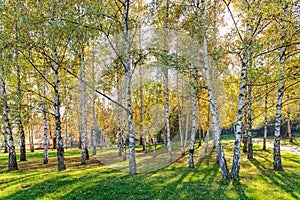 Siver birch trees