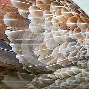 Siver Pheasant feather photo