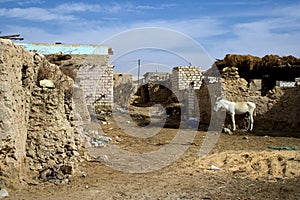 Siwa oasis