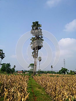 Siwalan trees are planted in rows on rice field embankments. photo