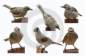 Six action of cute bulbul brids on rim of trays with water