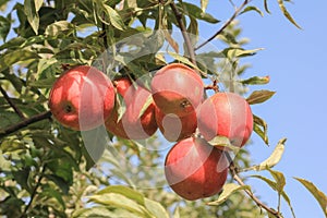 Six Aport apples on a tree.