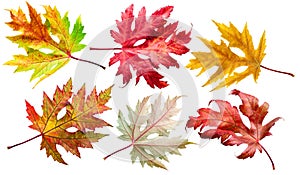 Six autumn maple leaves of different colors isolated on white background. Clipping path