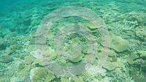 Six band angelfish recorded snorkeling on the great barrier reef at heron island