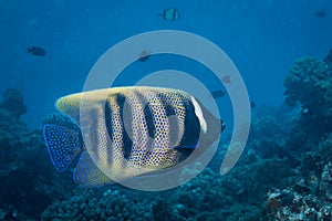 Six Banded Angelfish