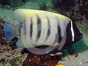 Six Banded Angelfish - Pomacanthus sexstriatus photo