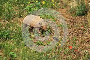 Six-banded armadillo