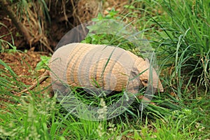 Six-banded armadillo