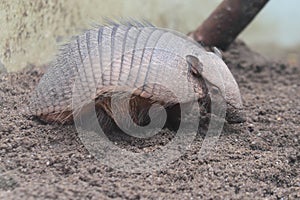 Six-banded armadillo