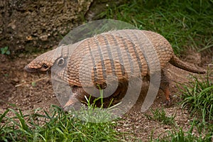 Six-banded armadillo (Euphractus sexcinctus)