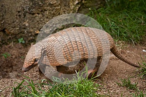 Six-banded armadillo (Euphractus sexcinctus)