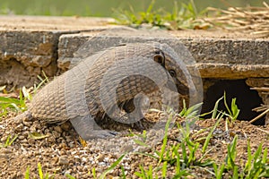 Six-Banded Armadillo Sitting in front of Den