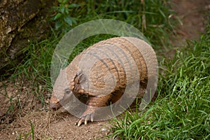 Six-banded armadillo (Euphractus sexcinctus) photo