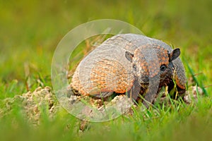 Six-Banded Armadillo, Yellow Armadillo, Euphractus sexcinctus, Pantanal, Brazil. Wildlife scene from nature. Funny portrait of Arm