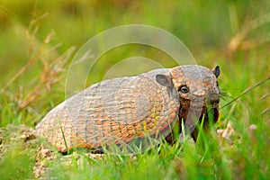  ,,, brasil. animales y plantas escena naturaleza. ridículo retrato 