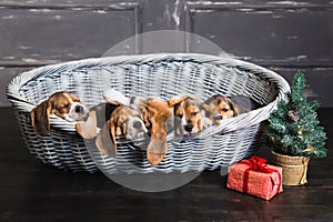 Six beagle puppies sleeping in the basket