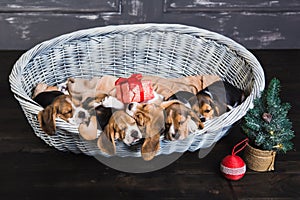 Six beagle puppies sleeping in the basket