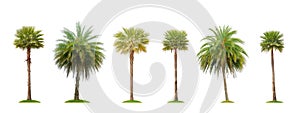 Six betel palm tree isolated on white