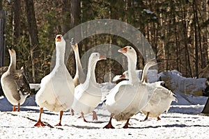 Six Big Geese In Winter Snow photo