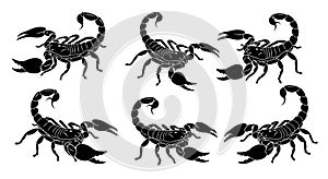 Black Scorpion Silhouettes Collection