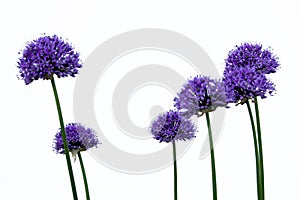 Six blooming allium flowers