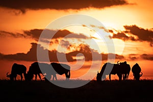 Six blue wildebeest silhouetted against orange sunset