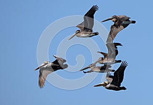 Six Brown Pelicans flying with a blue sky