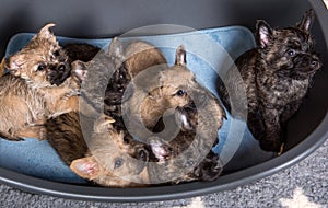 Six Cairn Terrier puppies dogs kennel in dog bed