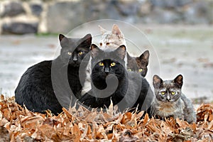 Six cats gathered on top of dead leafs